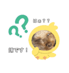 HACHI★PUPU stamp①（個別スタンプ：14）