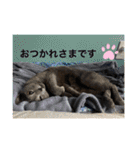 くろぐれーしろ（個別スタンプ：1）