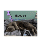 くろぐれーしろ（個別スタンプ：2）