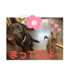 くろぐれーしろ（個別スタンプ：10）