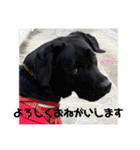 くろぐれーしろ（個別スタンプ：11）