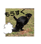 くろぐれーしろ（個別スタンプ：12）