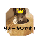 くろぐれーしろ（個別スタンプ：14）