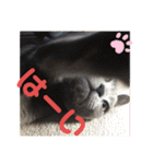 くろぐれーしろ（個別スタンプ：16）