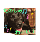 くろぐれーしろ（個別スタンプ：20）