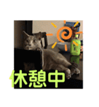 くろぐれーしろ（個別スタンプ：21）
