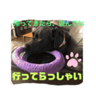 くろぐれーしろ（個別スタンプ：23）