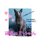 くろぐれーしろ（個別スタンプ：28）