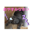 くろぐれーしろ（個別スタンプ：29）