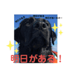 くろぐれーしろ（個別スタンプ：31）
