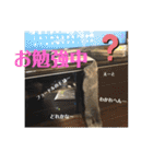 くろぐれーしろ（個別スタンプ：34）