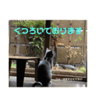 くろぐれーしろ（個別スタンプ：40）