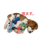 キャバリアれおん（個別スタンプ：4）