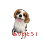 キャバリアれおん（個別スタンプ：7）