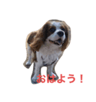 キャバリアれおん（個別スタンプ：8）