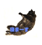 いつでもカール（個別スタンプ：6）