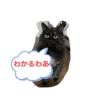 いつでもカール（個別スタンプ：7）