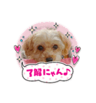 こまちの日常 komachi（個別スタンプ：4）
