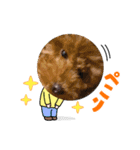 コロとチョコ（個別スタンプ：4）
