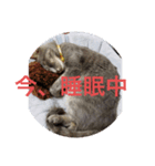 猫なの〜（個別スタンプ：1）