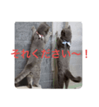 猫なの〜（個別スタンプ：2）