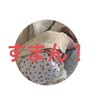猫なの〜（個別スタンプ：3）