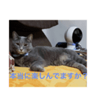 猫なの〜（個別スタンプ：4）