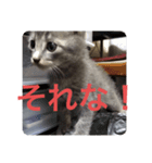 猫なの〜（個別スタンプ：7）