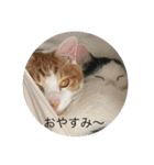 かみはつスタンプ1！（個別スタンプ：16）