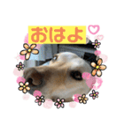 毎日らぶらどーる2（個別スタンプ：13）