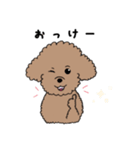 トイプースタンプ 1（個別スタンプ：4）