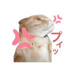 ルチオくんスタンプ（個別スタンプ：30）