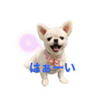 Pekimix stamp（個別スタンプ：3）