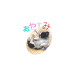 Pekimix stamp（個別スタンプ：11）