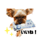 我が家のあずき2 withひまわり（個別スタンプ：1）