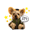 我が家のあずき2 withひまわり（個別スタンプ：4）