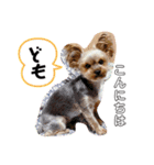 我が家のあずき2 withひまわり（個別スタンプ：6）