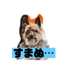 我が家のあずき2 withひまわり（個別スタンプ：7）