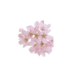 hana・花・flower（個別スタンプ：1）