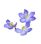 hana・花・flower（個別スタンプ：2）