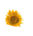 hana・花・flower（個別スタンプ：3）