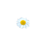 hana・花・flower（個別スタンプ：6）