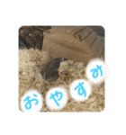 ぽぴの1日（個別スタンプ：4）