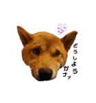 柴犬(うちのこ)（個別スタンプ：1）