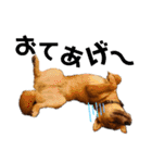 柴犬(うちのこ)（個別スタンプ：2）