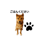柴犬(うちのこ)（個別スタンプ：3）