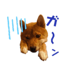 柴犬(うちのこ)（個別スタンプ：4）