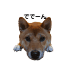 柴犬(うちのこ)（個別スタンプ：5）