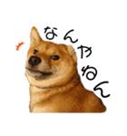 柴犬(うちのこ)（個別スタンプ：6）