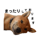 柴犬(うちのこ)（個別スタンプ：7）